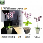 Orchidea