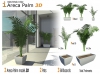 Palme Areca