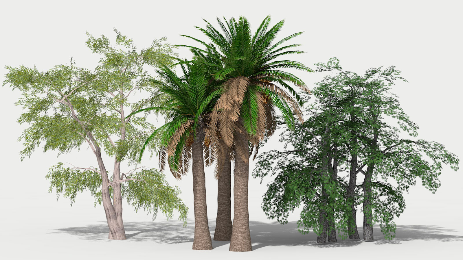 3D 2D Parametric Plants 07 news